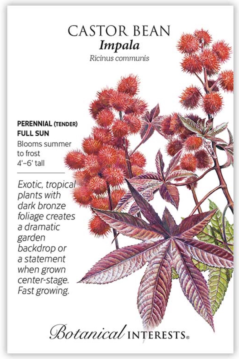 Impala Castor Bean Seeds