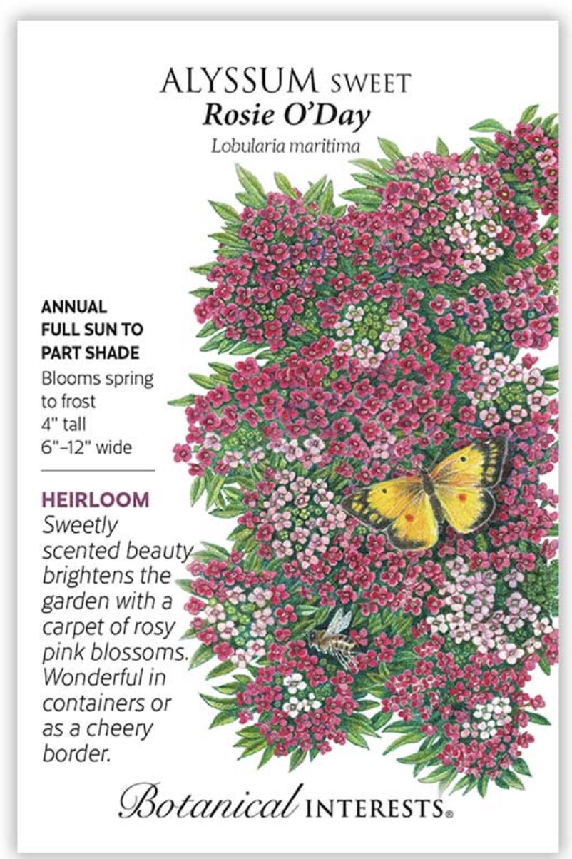 Rosie O'Day Sweet Alyssum Seeds