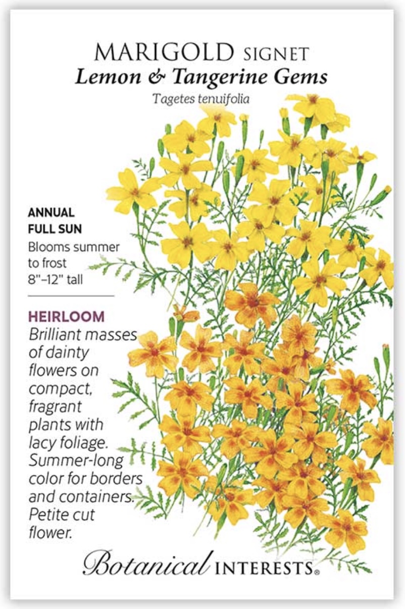 Lemon & Tangerine Gems Signet Marigold Seeds
