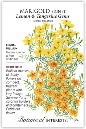 Lemon & Tangerine Gems Signet Marigold Seeds