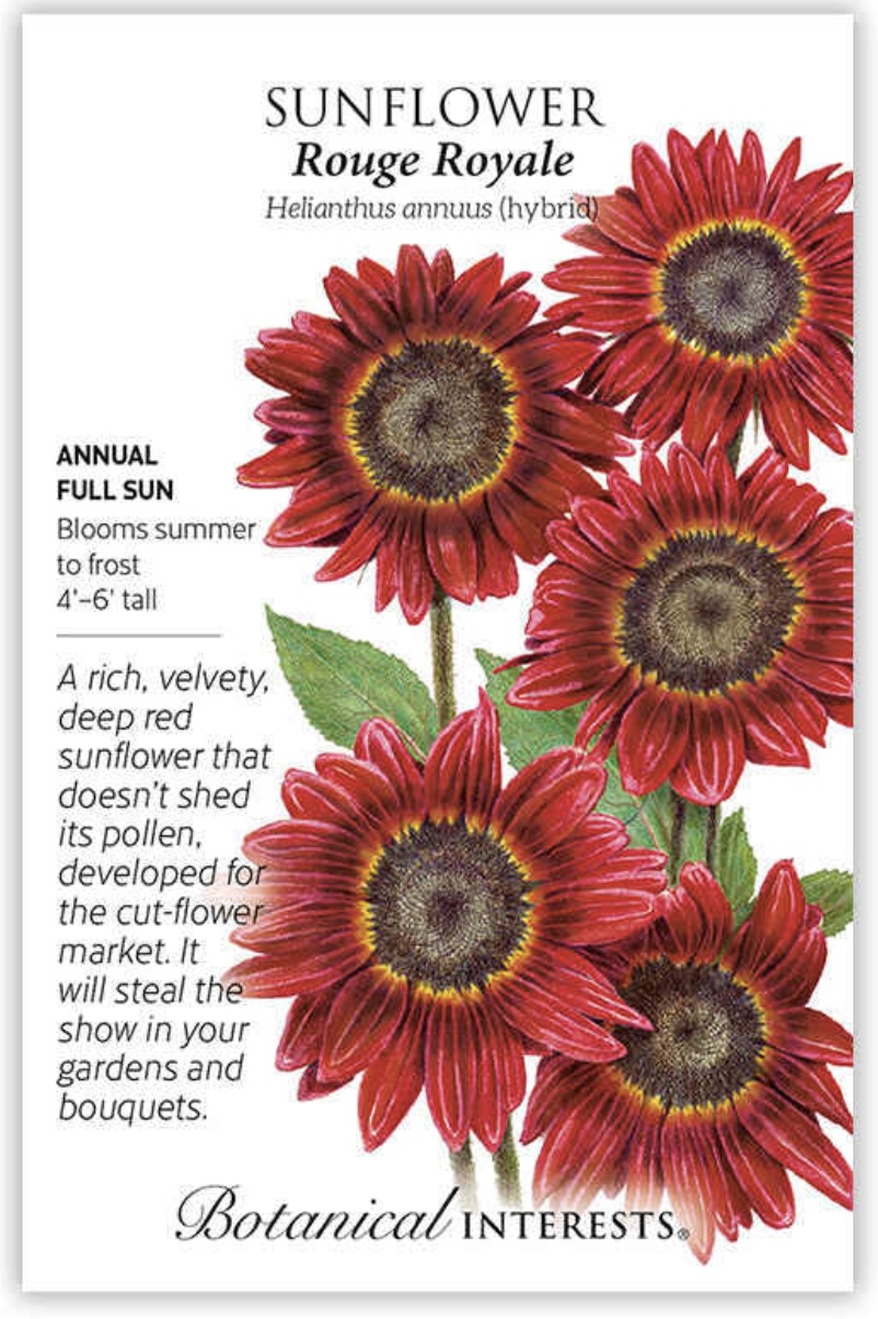 Rouge Royale Sunflower Seeds