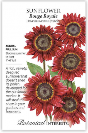 Rouge Royale Sunflower Seeds