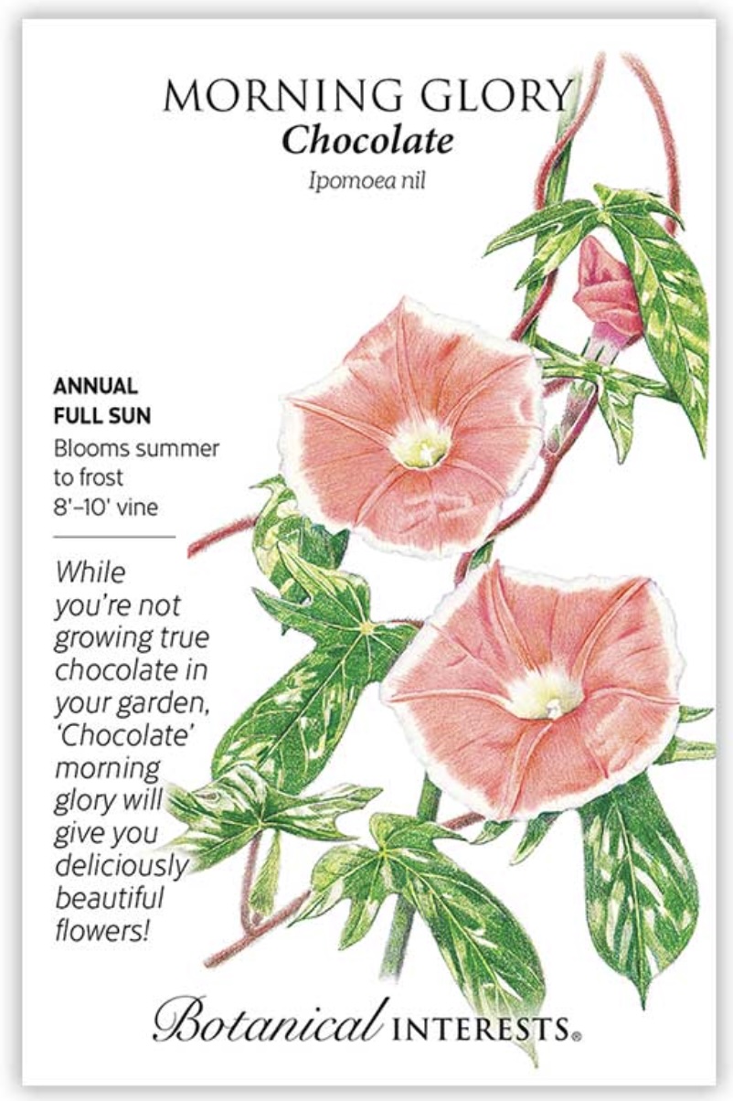 Chocolate Morning Glory Seeds
