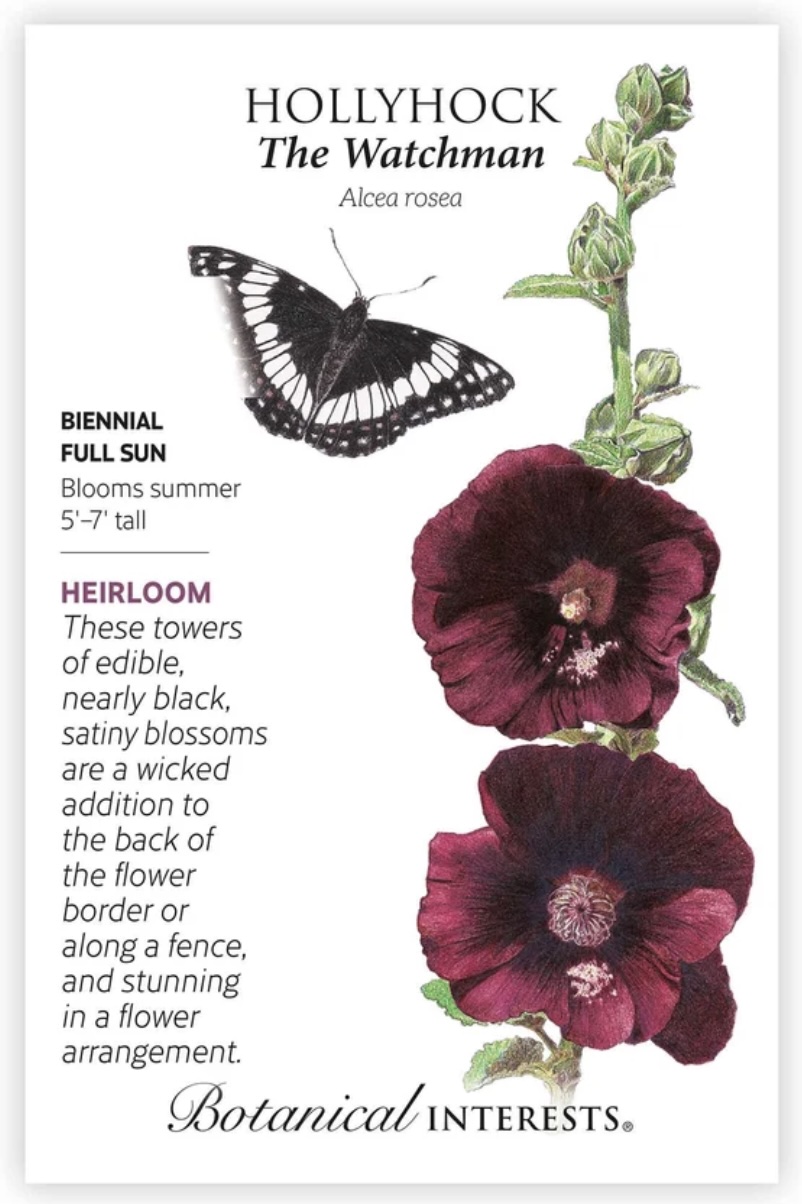 The Watchman Hollyhock Seeds