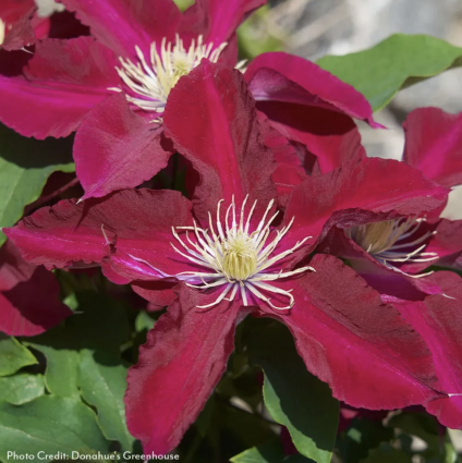 Elpis Clematis 1G