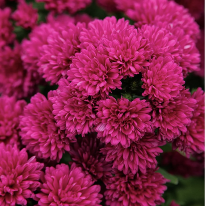 Showmakers&reg; Magenta Aster 1G