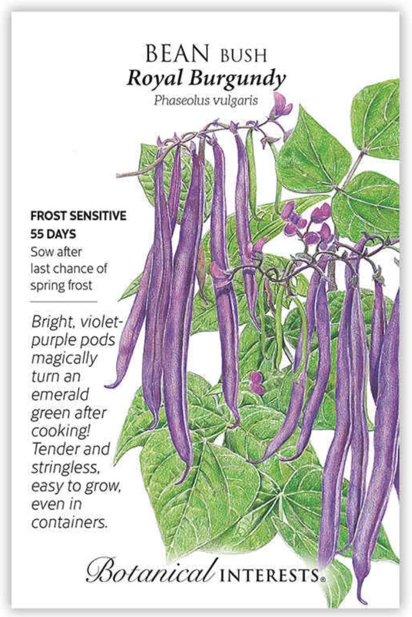 Royal Burgundy Bush Bean Seeds