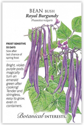 Royal Burgundy Bush Bean Seeds