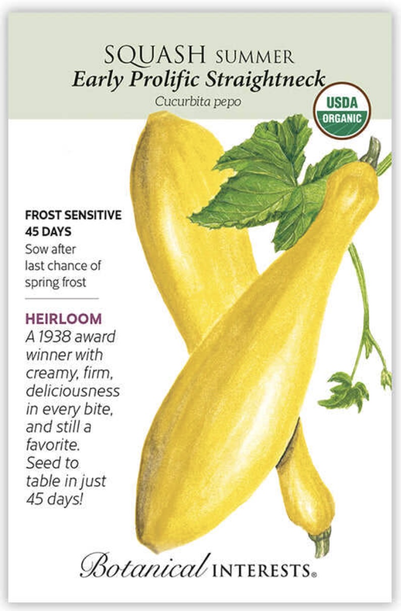 Organic Early Prolific Straightneck Summer Squash Seeds