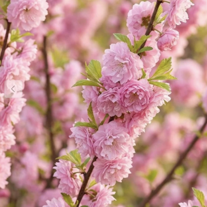 Dwarf Flowering Almond 3-5G