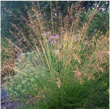 Prairie Dropseed Grass 3-5 G