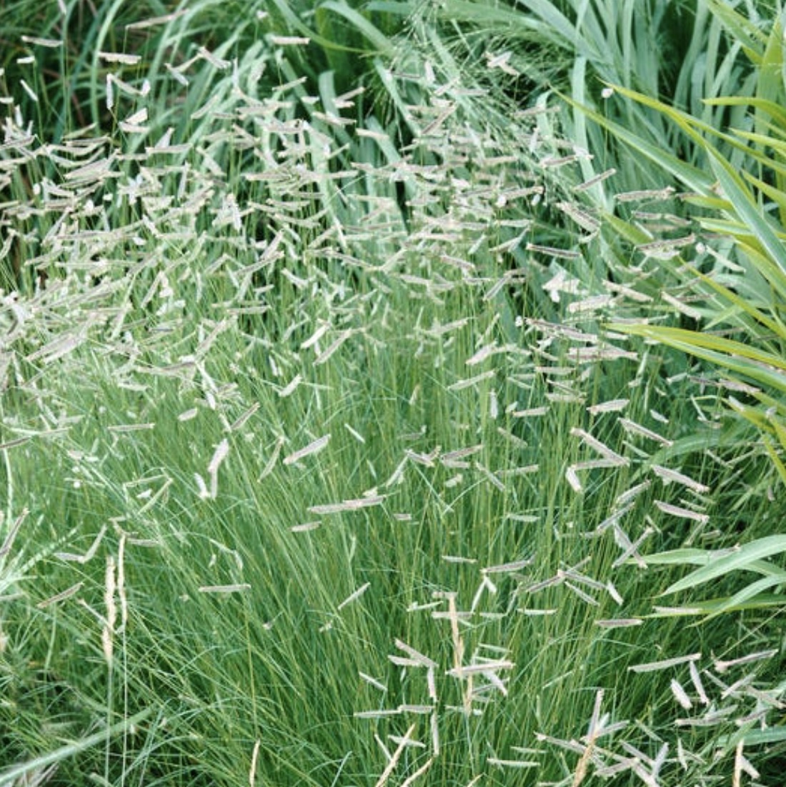Blue Grama Grass 1G