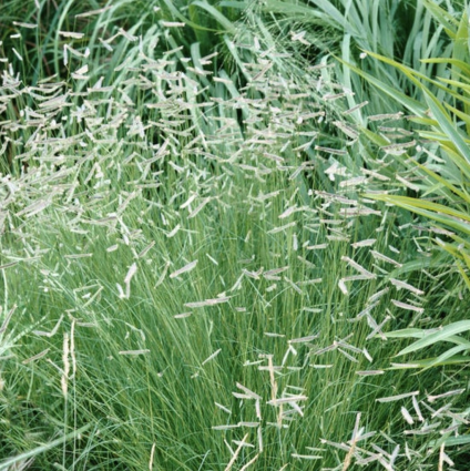 Blue Grama Grass 1G