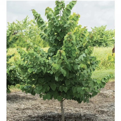 Emerald Redbud Trees15-gal