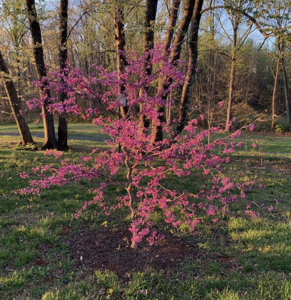 Zig Zag Redbud 15G