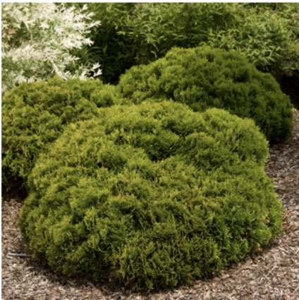 Danica Arborvitae 2G