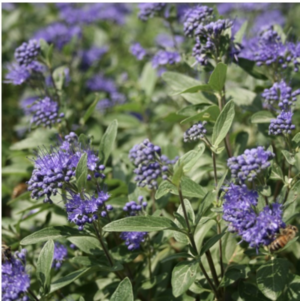 Dark Knight Caryopteris 3-5G