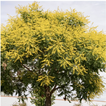Golden Rain Tree 7G