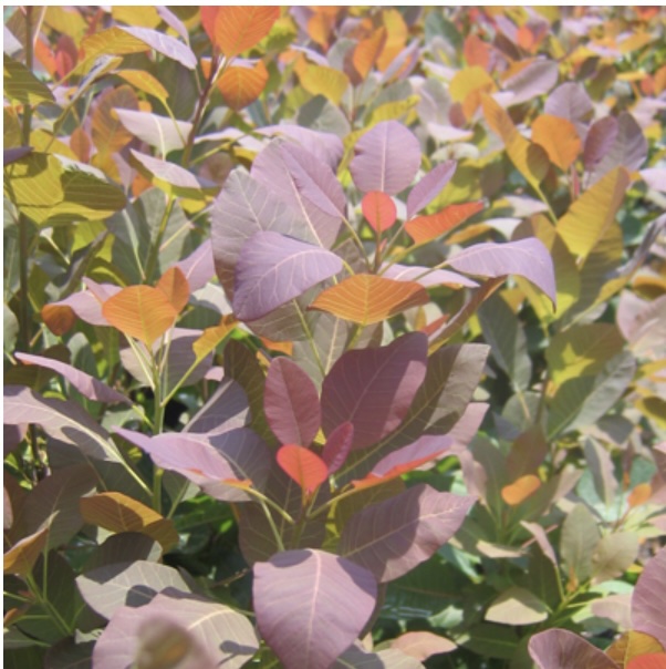 Grace Smoketree 7G