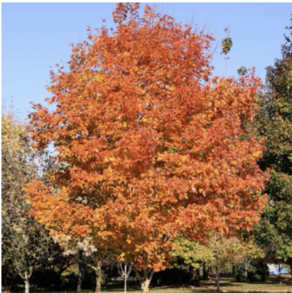 Fall Fiesta Maple 15G