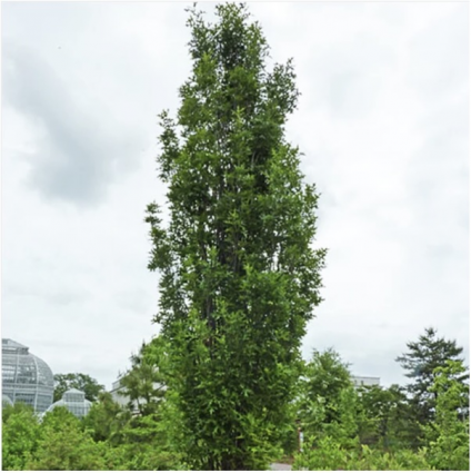 Green Pillar Pin Oak 15G