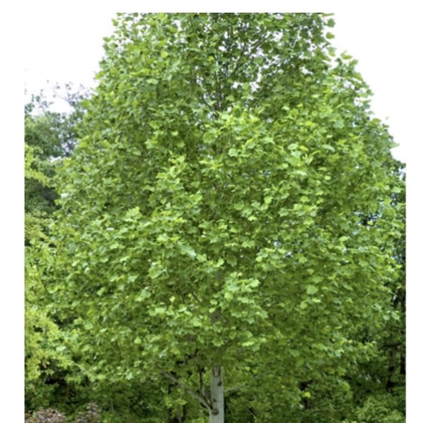 Tulip Tree 15G