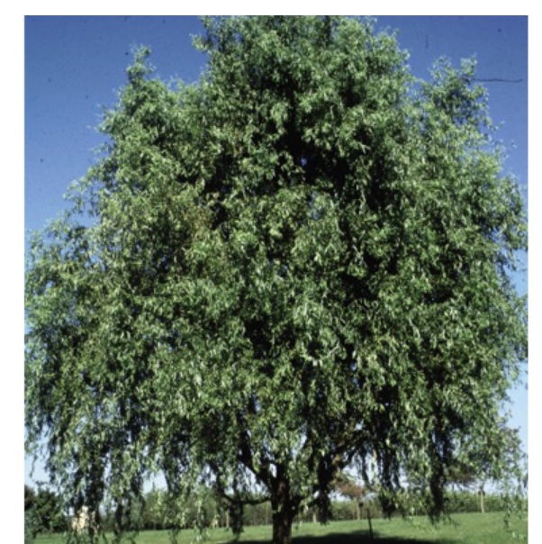 Corkscrew Weeping Willow 5G