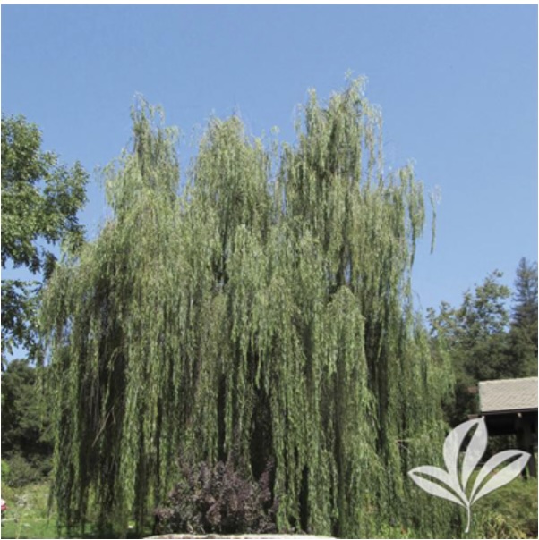 Wisconsin Weeping Willow 5G