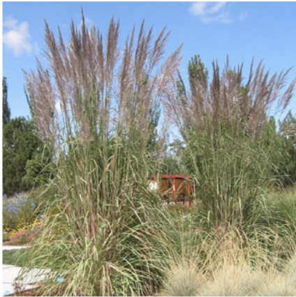 Hardy Pampas Ornamental Grass 1G