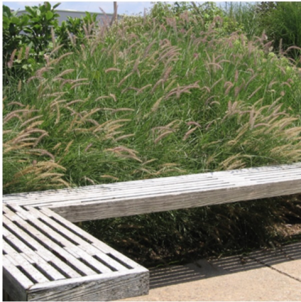 Karley Rose Fountain Grass 1G