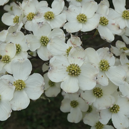 Cloud Nine White Dogwood 5'