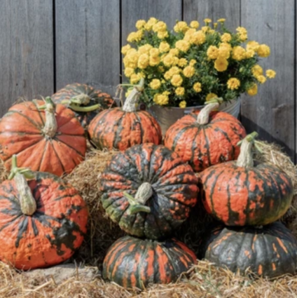 Dragonfire Pumpkin