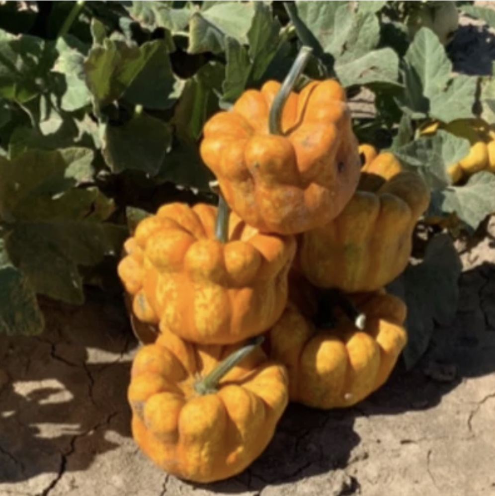 Betsy Mini Pumpkin