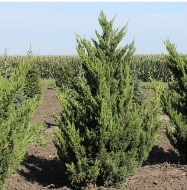 Hooks Juniper 11'