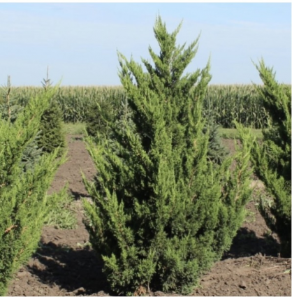 Hooks Juniper 11'