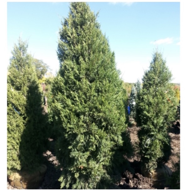 Keteleeri Juniper 9'