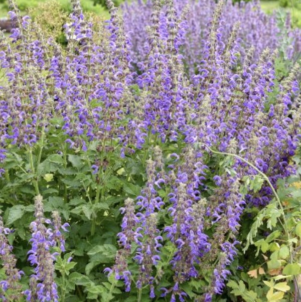 Amethyst Fringe Salvia 1G