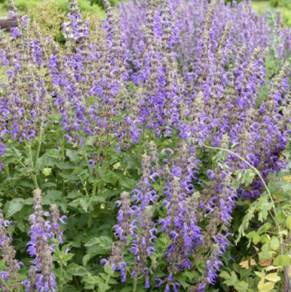 Amethyst Fringe Salvia 1G