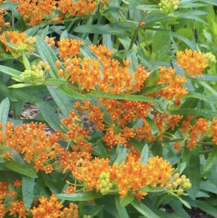 Butterfly Weed Tuberosa Asclepias&nbsp;&nbsp;8"