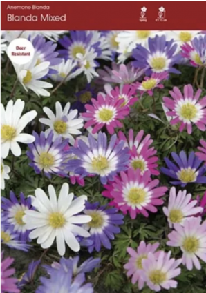 Anemone Blanda Mix 10 Pack