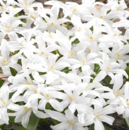Chionodoxa Glory of the Snow 10 Pack