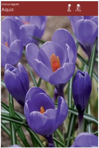Aqua Crocus Bulbs 10 Pack