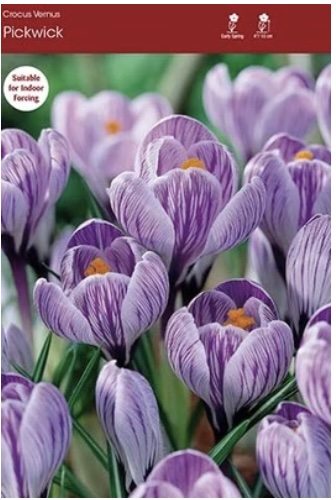 Pickwick Crocus Bulbs 10 Pack