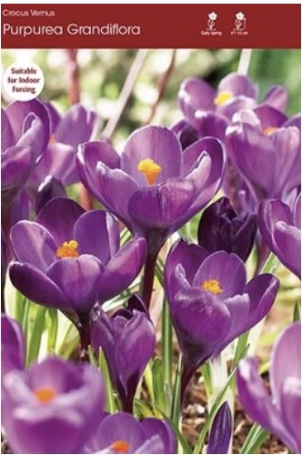 Purpureus Grandiflorus Crocus Bulbs 10 Pack
