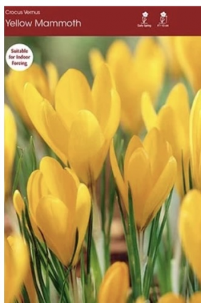 Yellow Mammoth Crocus Bulbs. 10 Pack