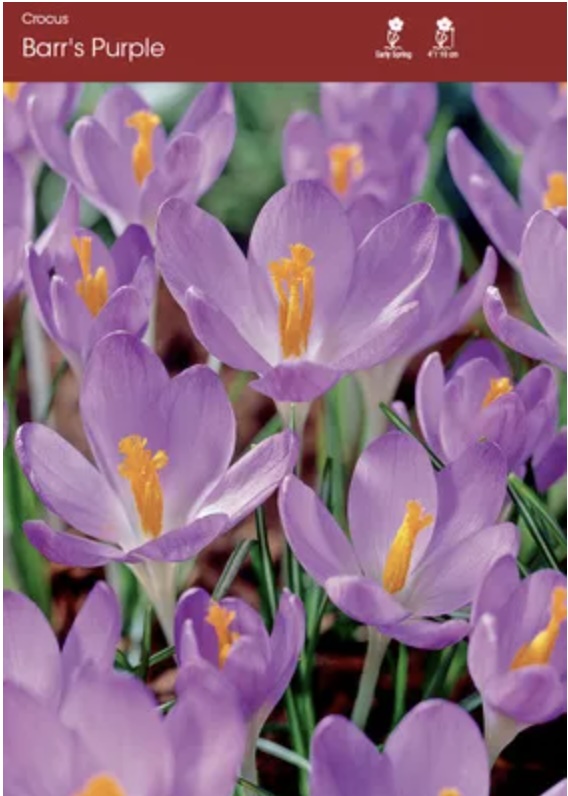 Barr's Purple Crocus 20 Pack