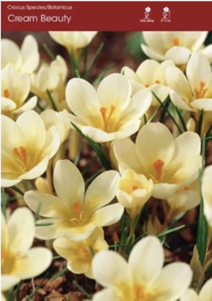 Cream Beauty Crocus Bulbs 20 Pack