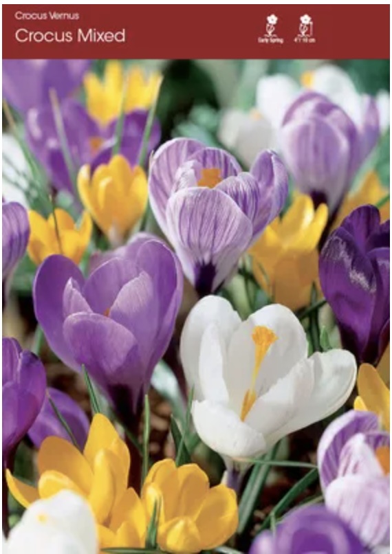 Botanical Mix Crocus Bulbs 20 Pack
