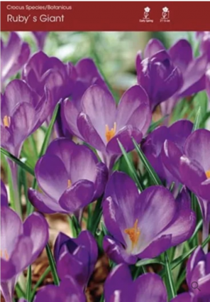 Ruby's Giant Crocus Bulbs 20 Pack