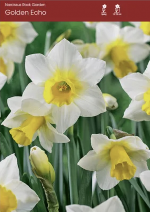 Golden Echo Narcissus Bulbs 5 Pack